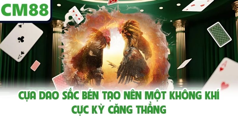 Cựa dao sắc bén tạo nên một không khí cực kỳ căng thẳng