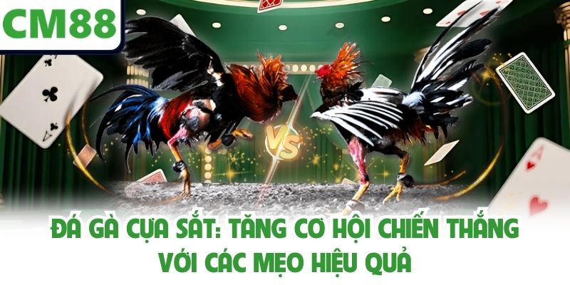 Đá Gà Cựa Sắt: Tăng Cơ Hội Chiến Thắng Với Các Mẹo Hiệu Quả
